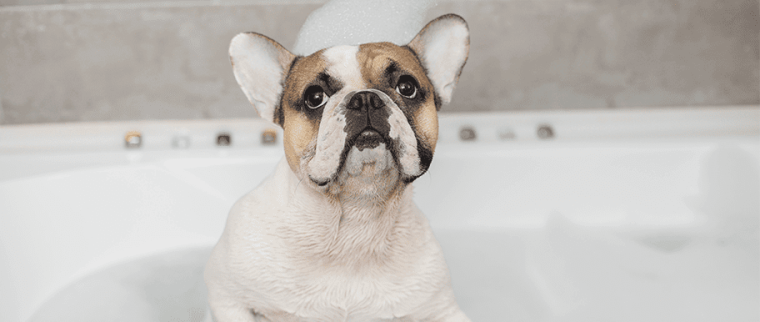 laver son chien en hiver